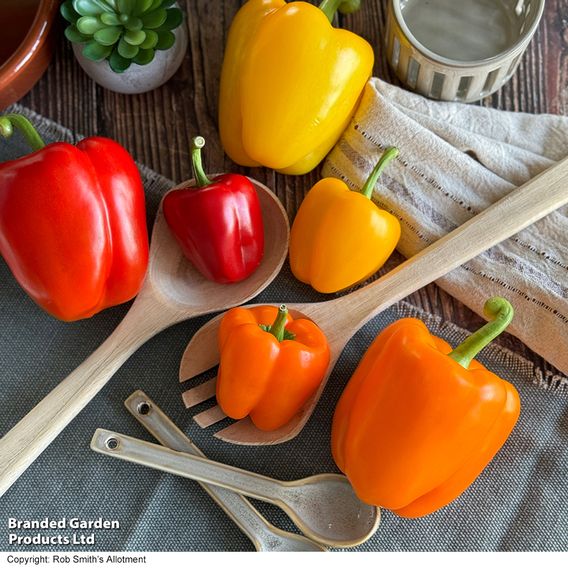 Sweet Pepper Aurora Collection