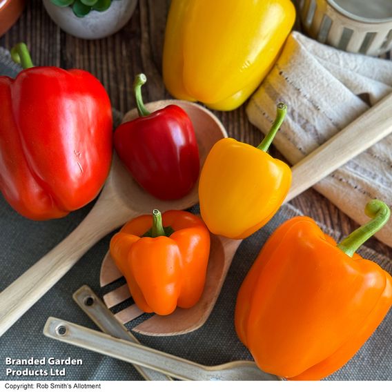 Sweet Pepper 'Aurora Orange Lumina'