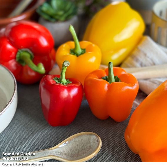 Sweet Pepper Aurora Collection