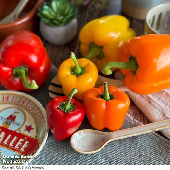 Sweet Pepper Aurora Collection