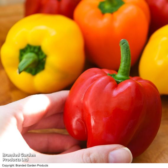 Sweet Pepper 'Aurora Red Eclipse'