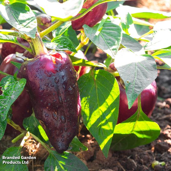 Sweet Pepper Black Knight F1 - Seeds