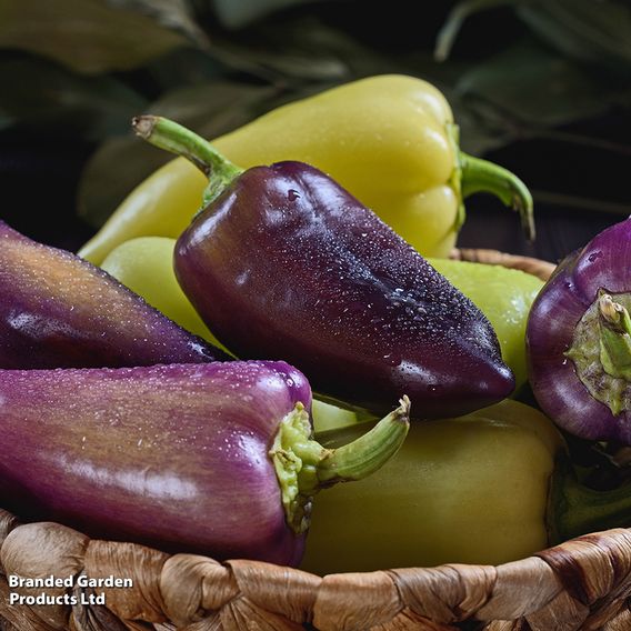 Sweet Pepper Black Knight F1 - Seeds