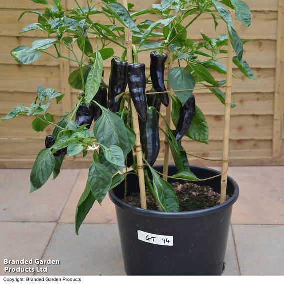 Sweet Pepper Black Knight F1 - Seeds