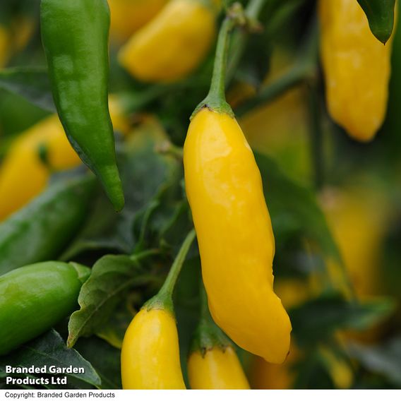 Chilli Pepper Patio Collection