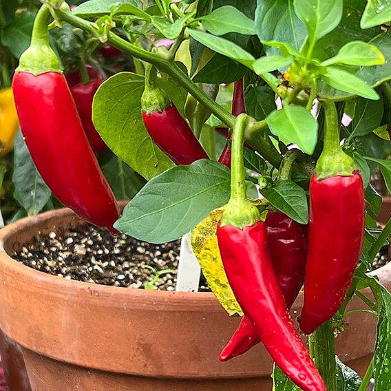 Chilli Pepper 'Sizzler' F1 - Seeds