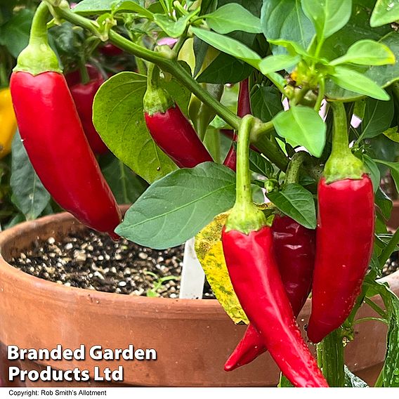 Chilli Pepper 'Sizzler' F1 - Seeds