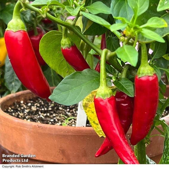 Chilli Pepper 'Sizzler'