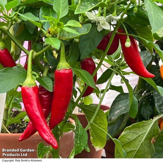 Chilli Pepper 'Sizzler'