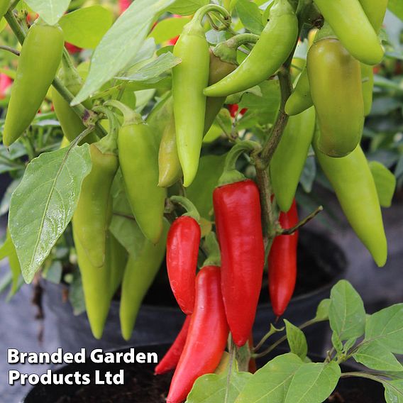 Chilli Pepper 'Sizzler' F1 - Seeds