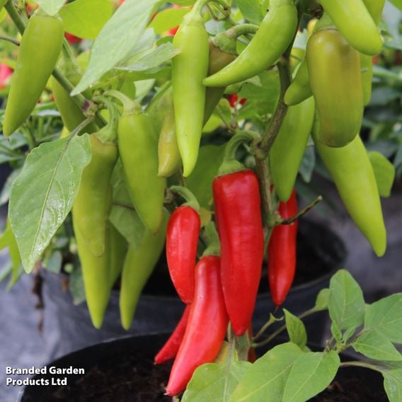 Chilli Pepper 'Sizzler'