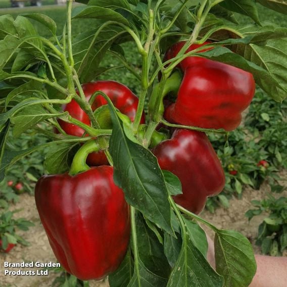 Sweet Pepper 'Chouca' (Grafted)