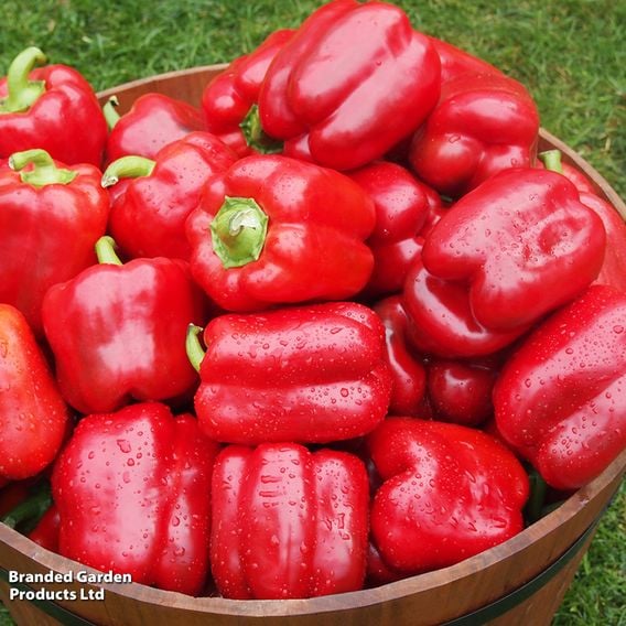Sweet Pepper 'Chouca' (Grafted)