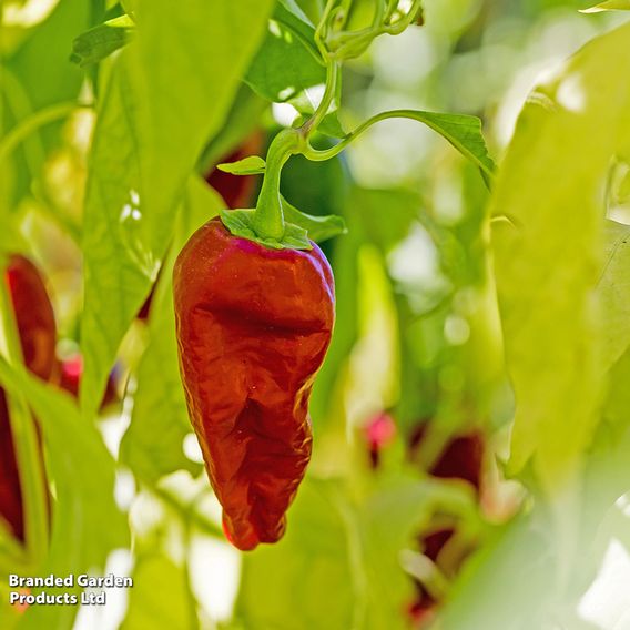 Chilli Pepper 'Padron' - Seeds