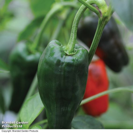 Chilli Pepper 'Padron' - Gourmet Veg Seeds