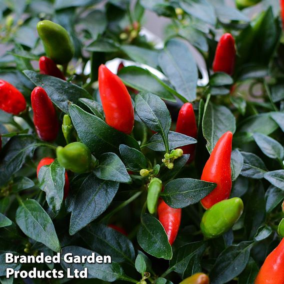 Chilli Pepper 'Fiery Flames'