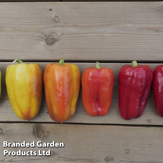 Sweet Pepper 'Flamingo'