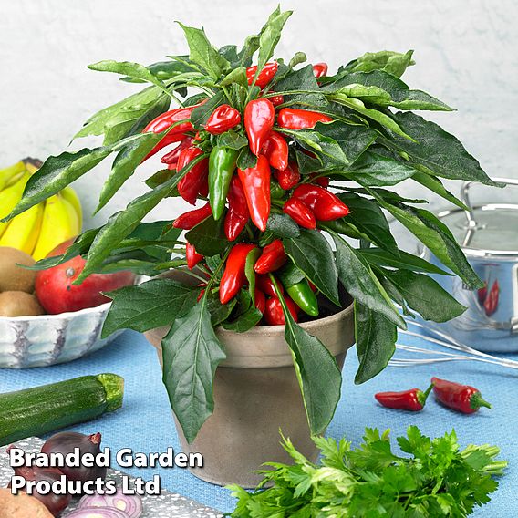 Chilli Pepper 'Galaxy Red' (Mild)