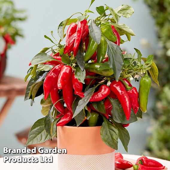 Chilli Pepper 'Galaxy Red' (Mild)