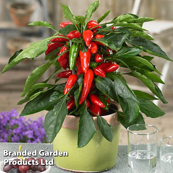 Chilli Pepper 'Galaxy Red' (Mild)