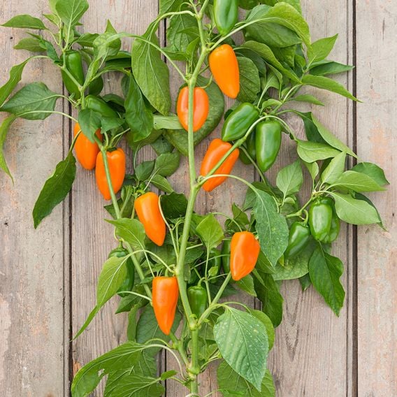 Sweet Pepper 'Hamik Orange'
