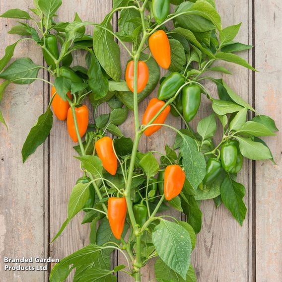 Sweet Pepper 'Hamik Orange'