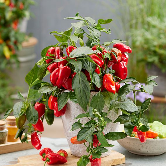 Chilli Pepper 'Hot Honey' (Sweet Chilli) F1 - Seeds