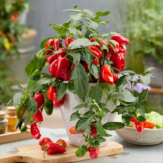 Chilli Pepper 'Hot Honey' F1 - Gourmet Veg Seeds