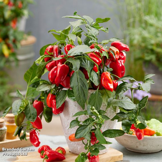 Chilli Pepper 'Hot Honey' (Sweet Chilli) F1 - Seeds