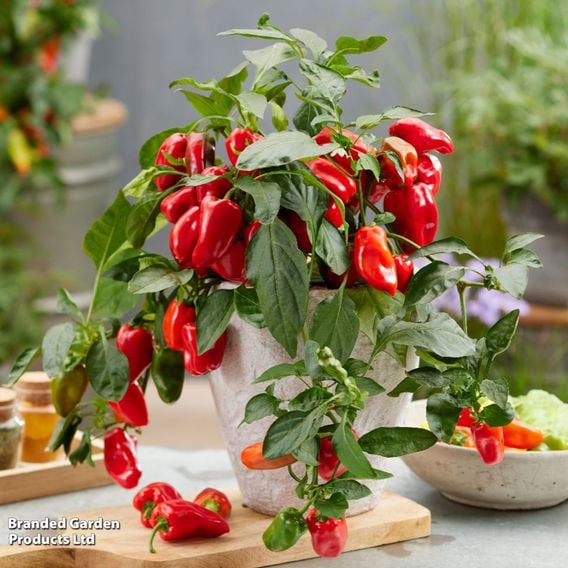Chilli Pepper 'Hot Honey' F1 - Gourmet Veg Seeds