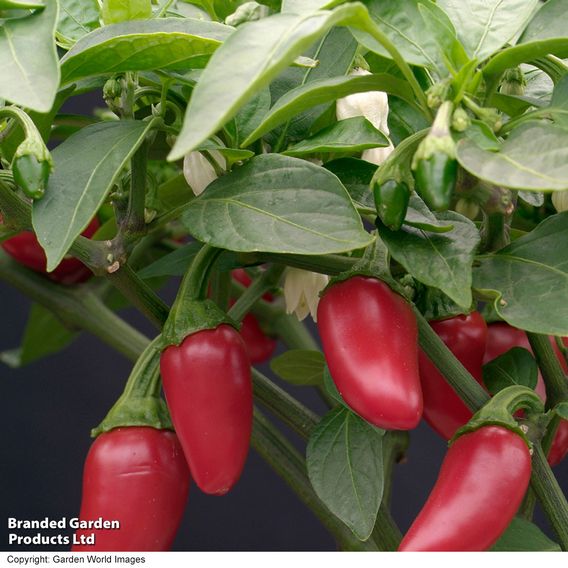 Chilli Pepper 'Jalapeno' - Seeds