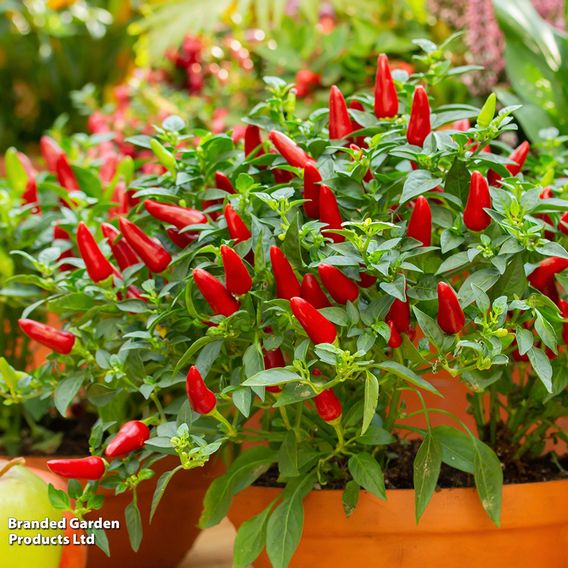 Chilli Pepper 'Jalapeno' - Seeds