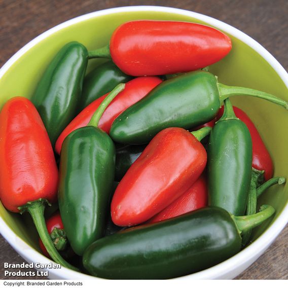 Chilli Pepper 'Jalapeno' - Seeds