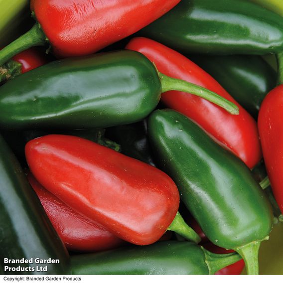 Chilli Pepper 'Jalapeno' - Seeds