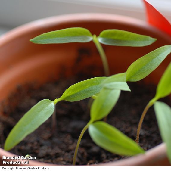 Chilli Pepper 'Jalapeno' - Seeds