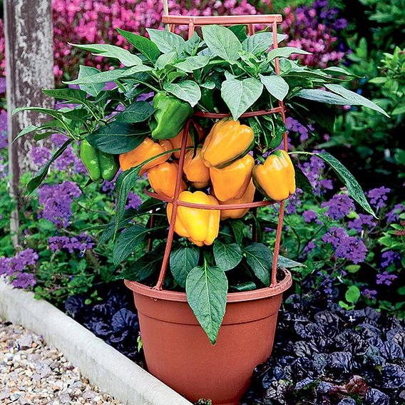 Sweet Pepper 'Liberty Belle' F1 - Seeds