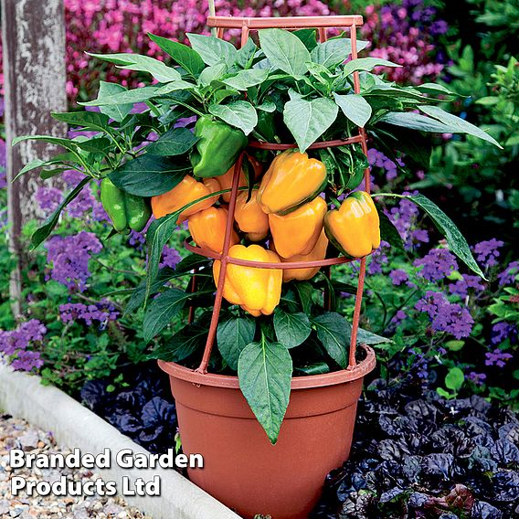 Sweet Pepper 'Liberty Belle' F1 - Seeds