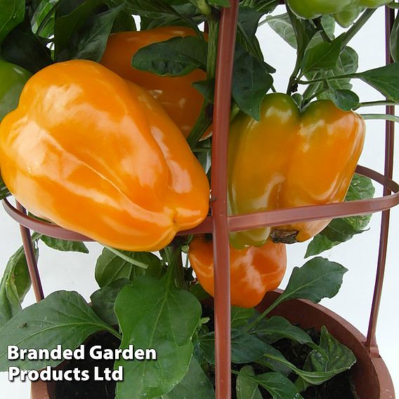 Sweet Pepper 'Liberty Belle' F1 - Seeds