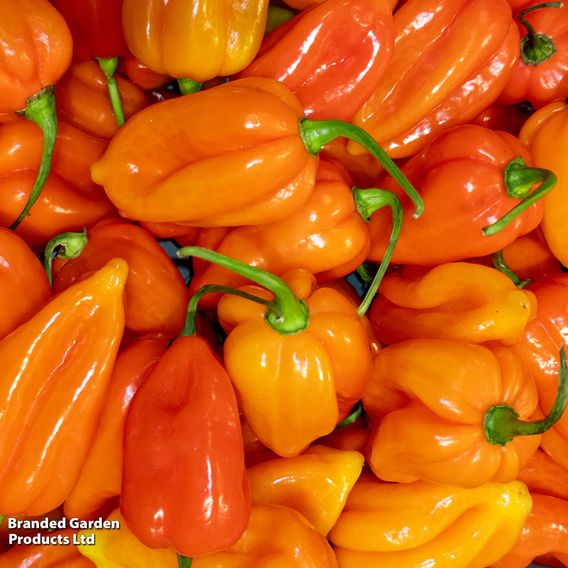 Sweet Pepper 'Mohawk'