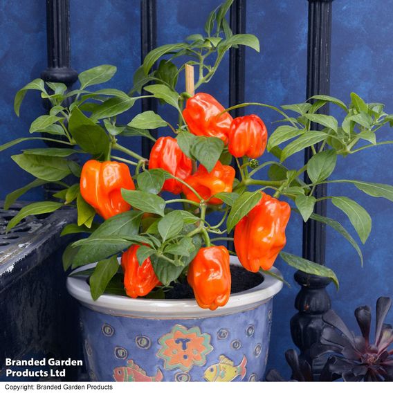Sweet Pepper 'Mohawk' F1 - Seeds