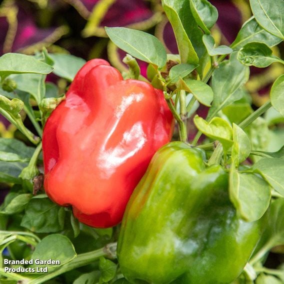 Sweet Pepper 'Paragon' - Seeds