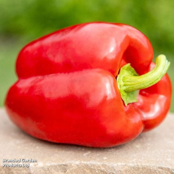 Sweet Pepper 'Paragon' - Seeds