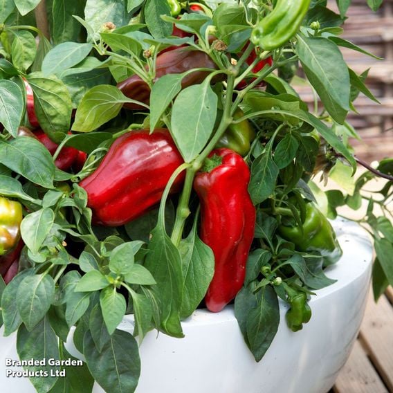 Sweet Pepper 'Paragon' - Seeds