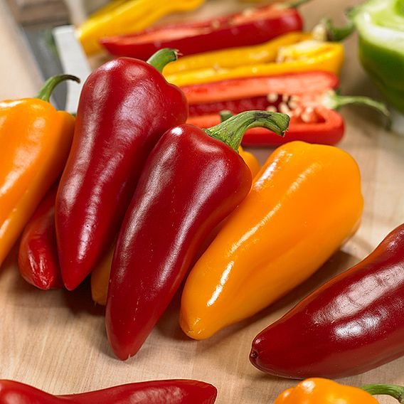 Sweet Pepper 'Pillar Sweet Trio' F1 - Seeds