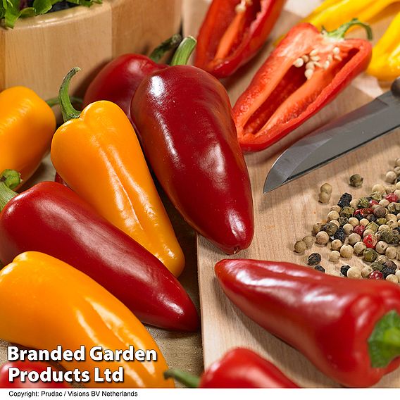 Sweet Pepper 'Pillar Sweet Trio' F1 - Seeds