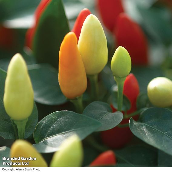 Chilli Pepper 'Prairie Fire' - Seeds