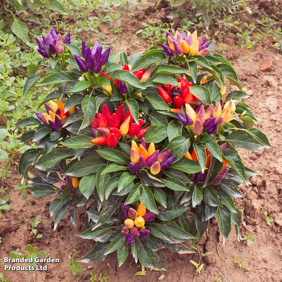 Chilli Pepper 'Prairie Fire' - Seeds