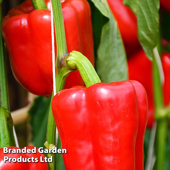 Sweet Pepper 'Solario' F1 (Grafted)