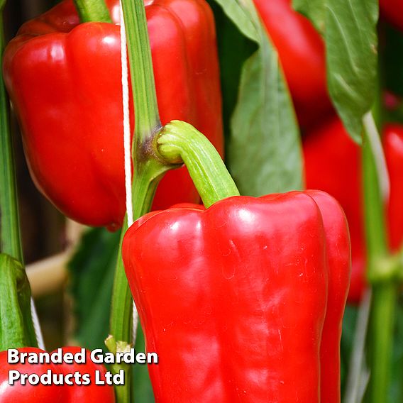 Pepper Sweet Solario (Grafted)