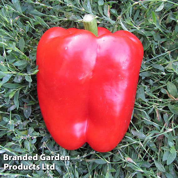 Sweet Pepper 'Solario' F1 (Grafted)